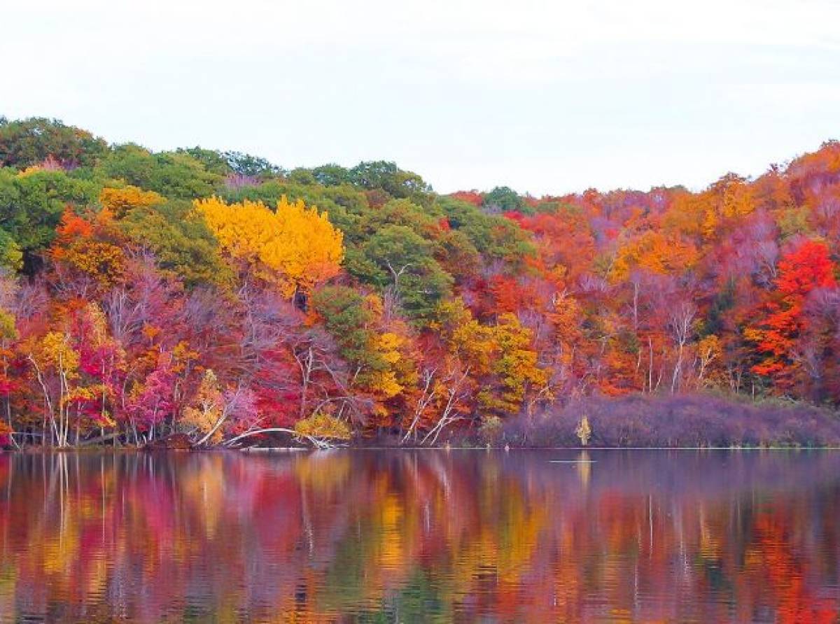 L'uomo che nuota nella foresta. Per tutti coloro che si sentono fuori luogo e fuori tempo, ma che vivono con coraggio 